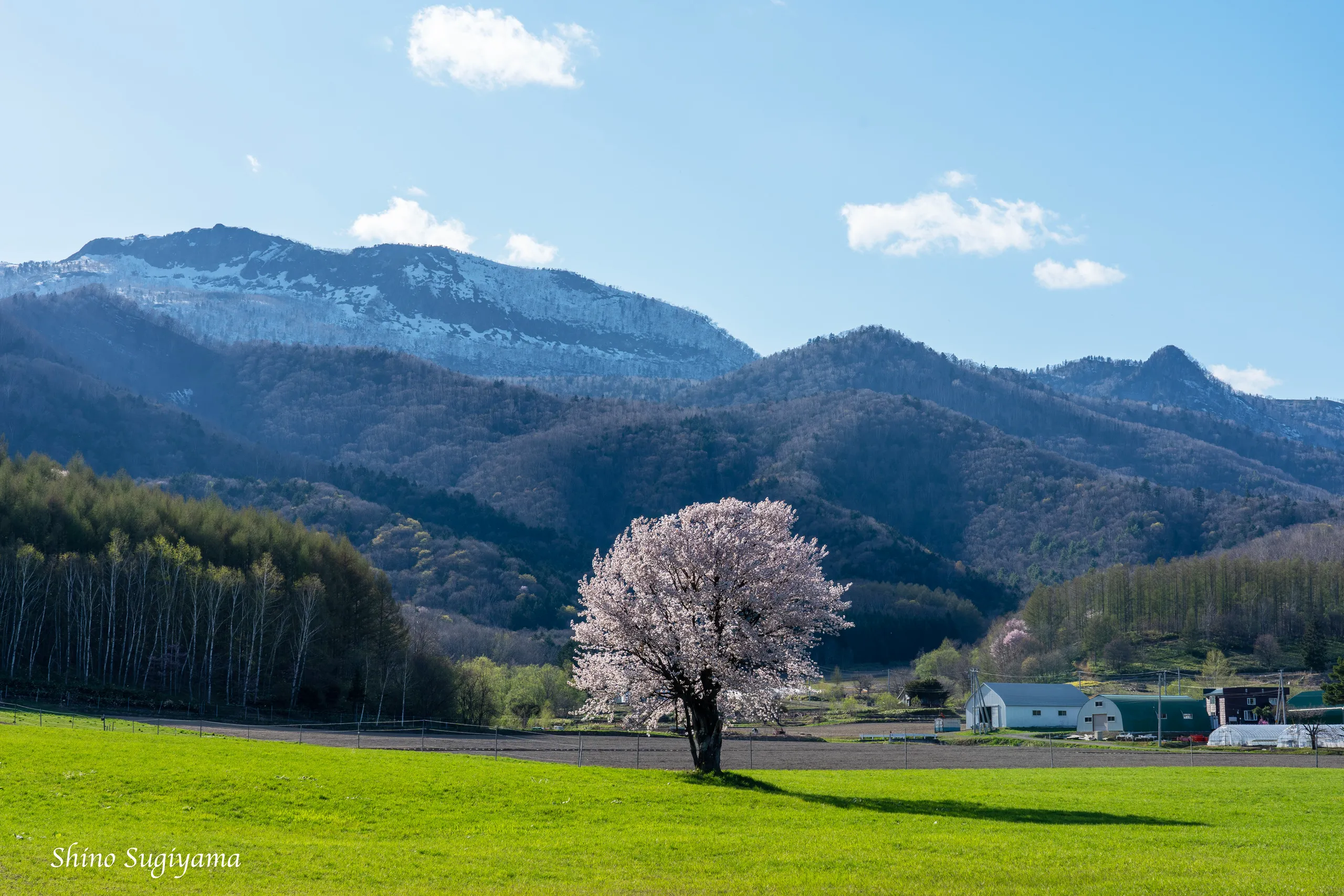 春の富良野