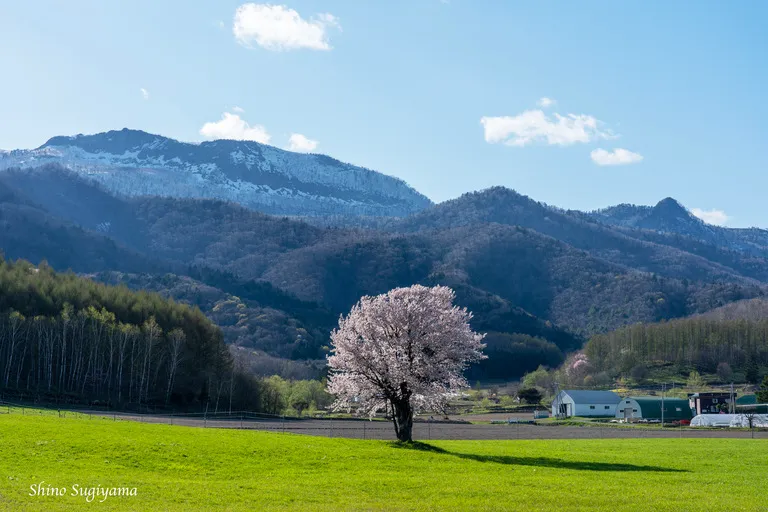 春の富良野